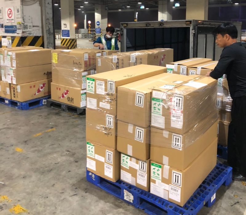 Thủ tục nhập khẩu mực khô